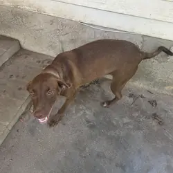Pecan - Redbone Coonhound/Spaniel Mix