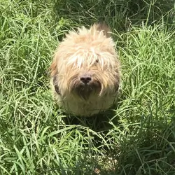 Cobbler - Poodle/Shih tzu Mix