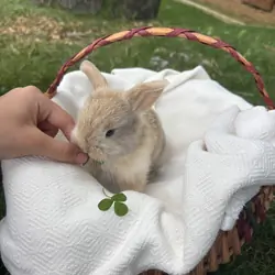 Pure bred Holland lop bunny