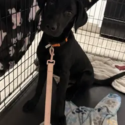 Black Lab