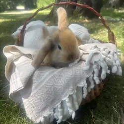 Teddy, pure bred holland lop bunny