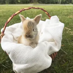 Peanut, the pure bred holland lop bunny