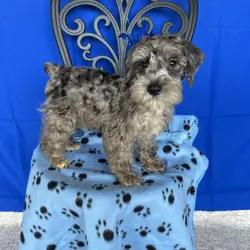 CKC Mini Schnauzers