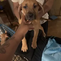 Beautiful Great Dane Mixed Puppies