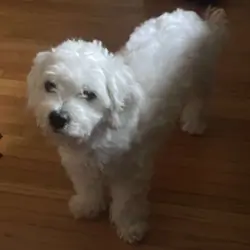 4 year old male Coton de Tulear