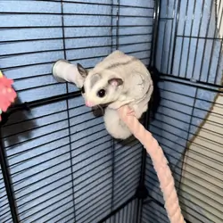 Sugar gliders