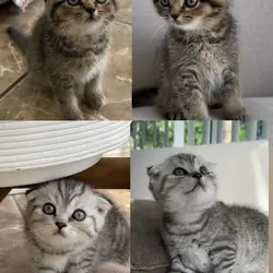 Scottish Fold Kittens
