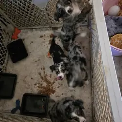 Miniature Australian Shepherd Puppies