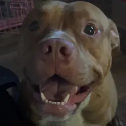2 1/2 year old pitbull looking for a loving home