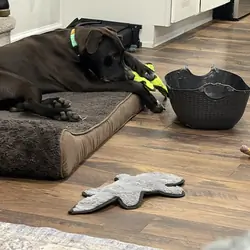 1 yr Old Lab Mix