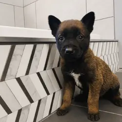 Belgian Malinois Puppies for Sale-male and female