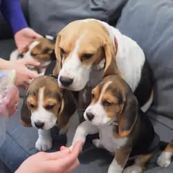 Beagle puppies available