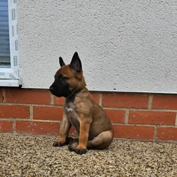 Belgian Malinois