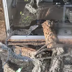 A pair of blue tree monitors