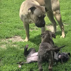 Cane Corso/ Pit Bull Pup mix- 9 weeks