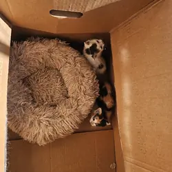 Kitten