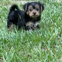 Yorkshire Terrier male