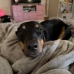 Puppy 9 Months