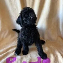 Goldendoodle Puppies