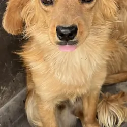 Dorkie (Daushund/Yorkie)