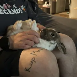 Dwarf Bunny