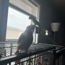 Green Conure