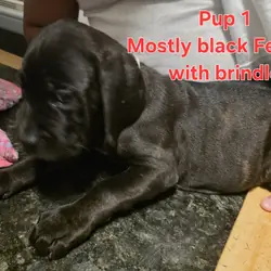 Cane corso pups