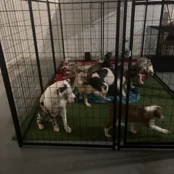 Bullies