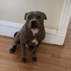 🐾 XL American Bully for Sale 🐾
