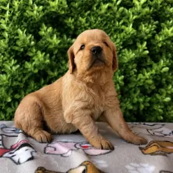 Golden Retriever Puppies
