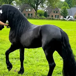 16.2 Magnificent Black Friesian Gelding