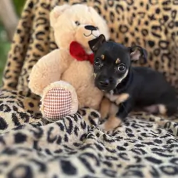 Doxie yorkie designer puppies