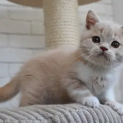 adorable male and female ragdoll kittens available