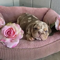 English Bulldog Puppies