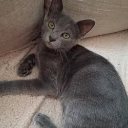 Kittens need loving homes