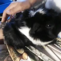Rehoming Guinea Pigs