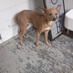 Chihuahua male pups looking for loving home