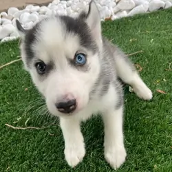 Super Adorable Husky Girl Puppies