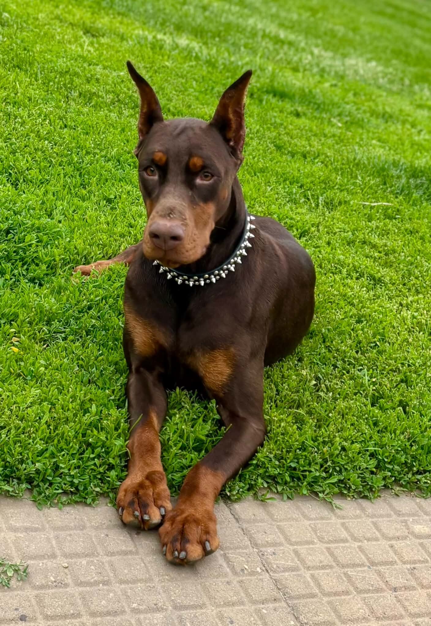 Doberman Pinscher puppies image 4