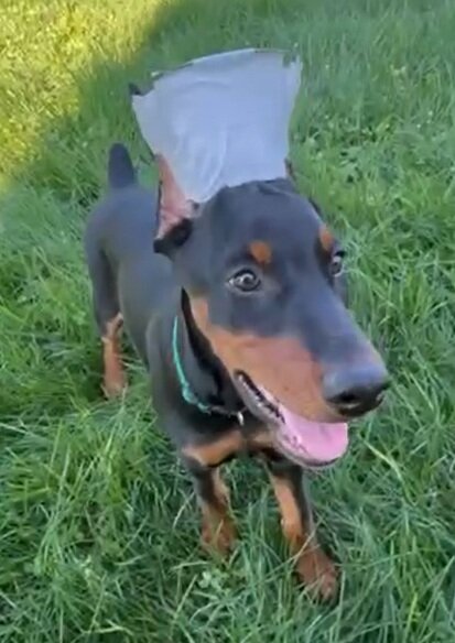 Doberman Pinscher puppies image 2