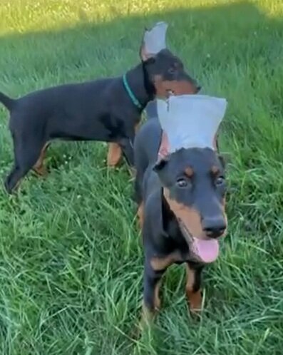 Doberman Pinscher puppies image 1