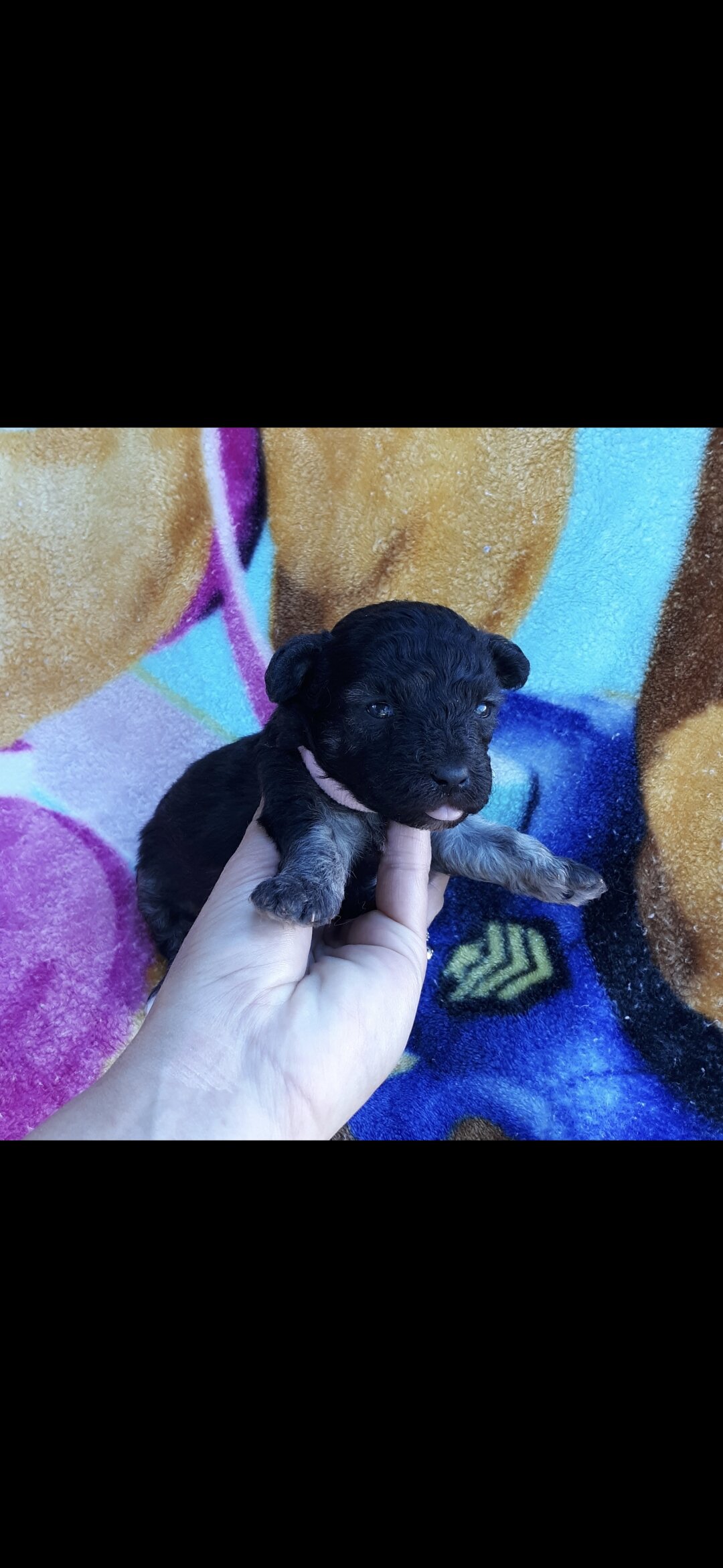 Maltipoo image 5