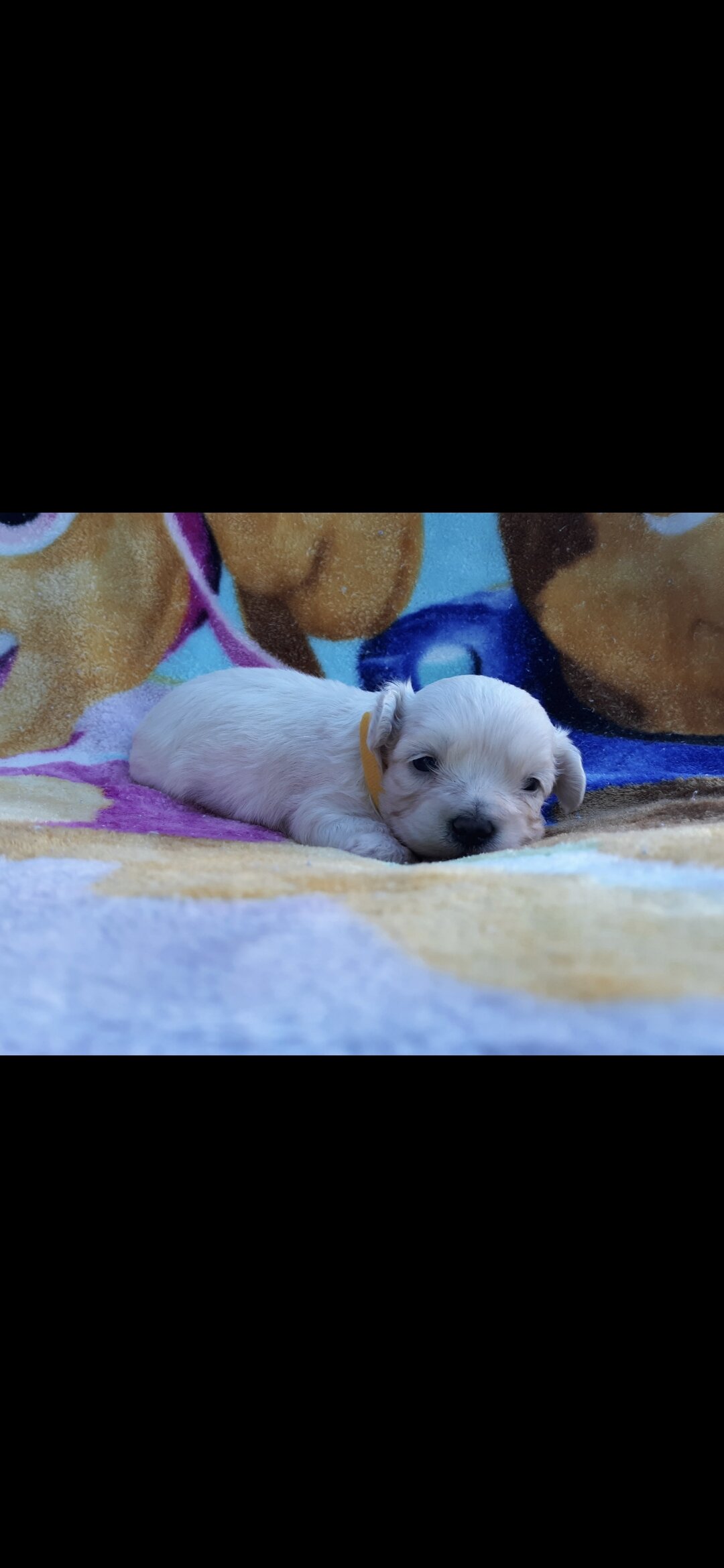 Maltipoo image 6