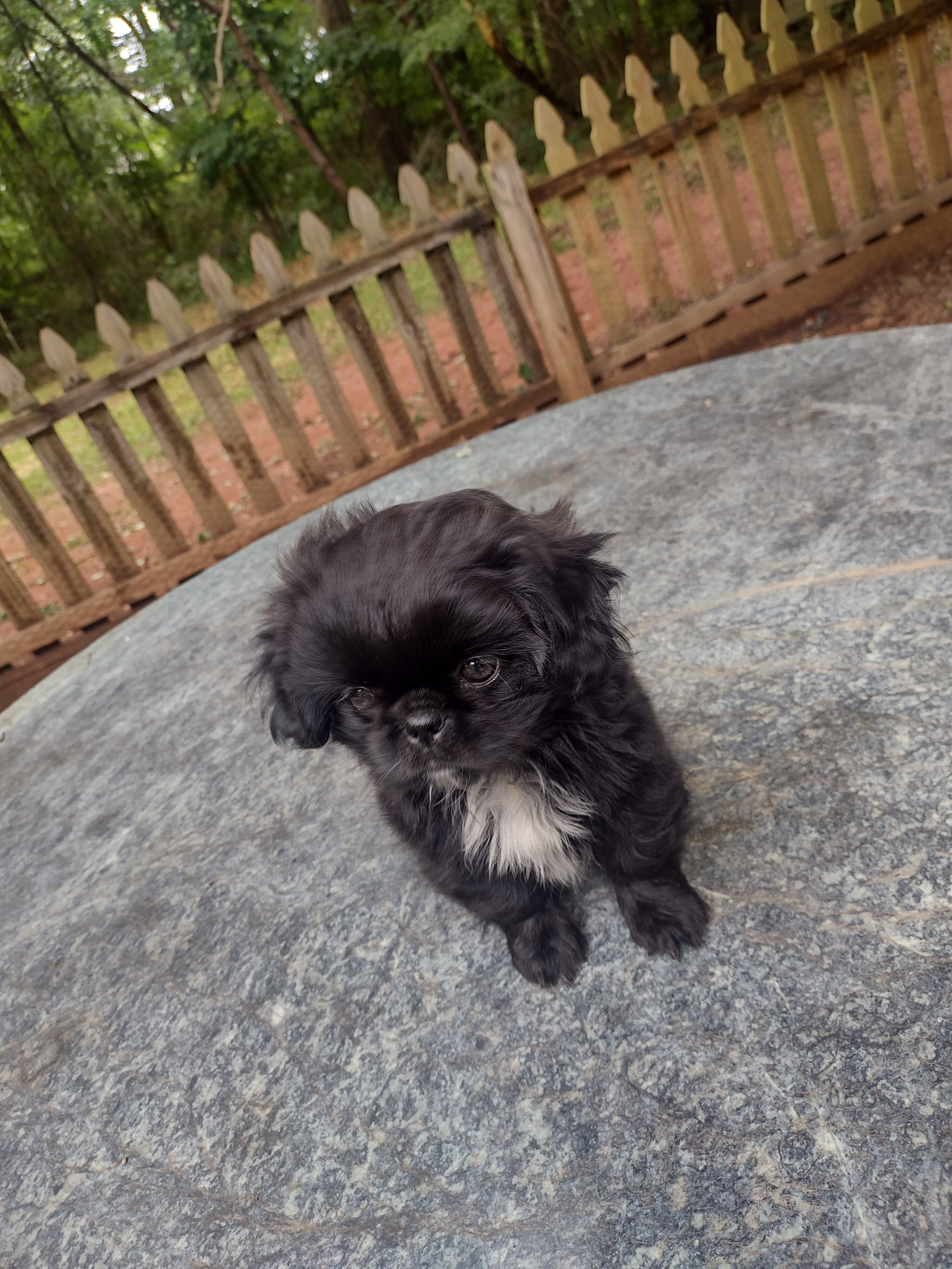 Registered Shih tzu puppies image 1