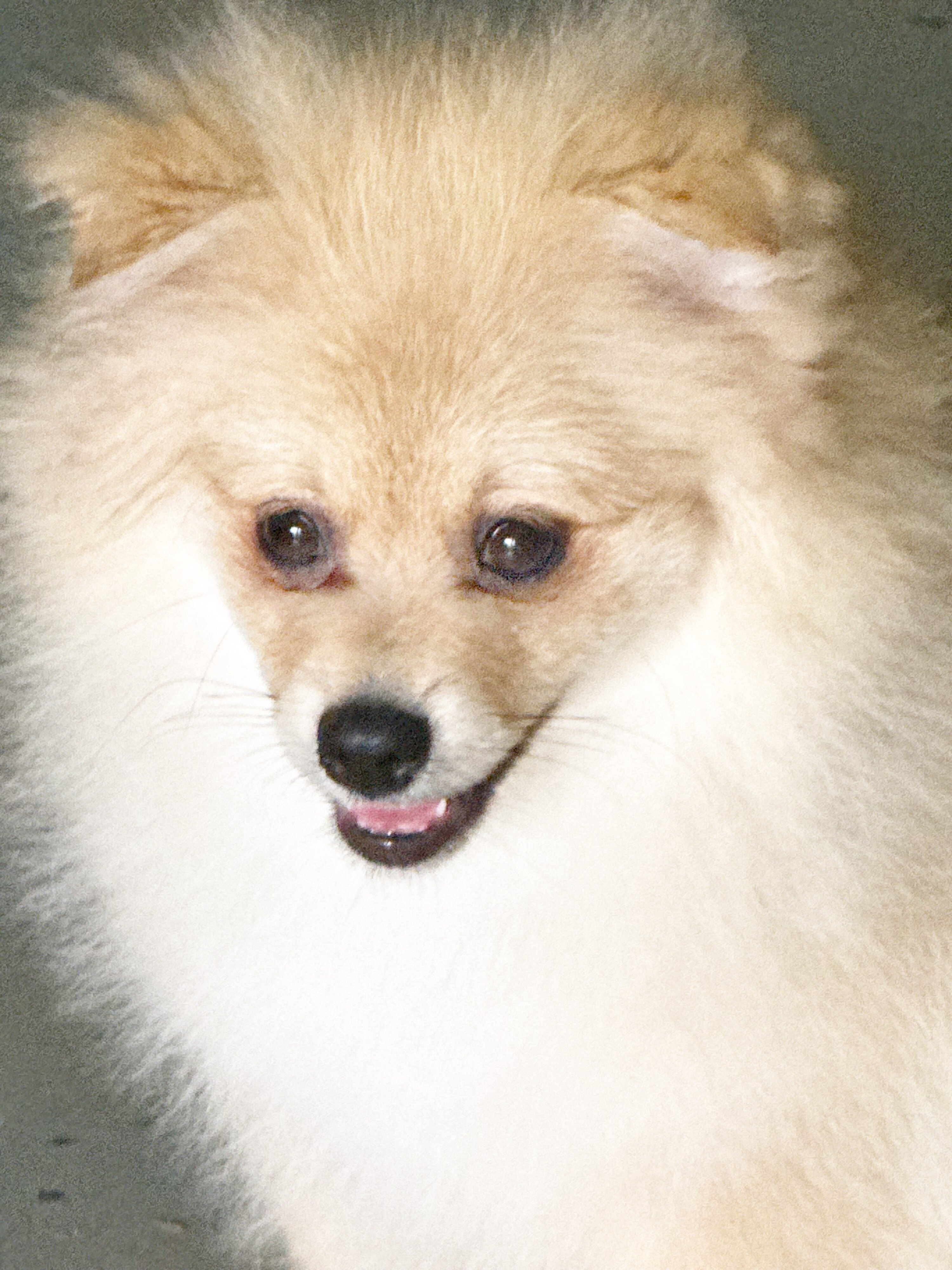 CKC Pomeranian: NASH image 1
