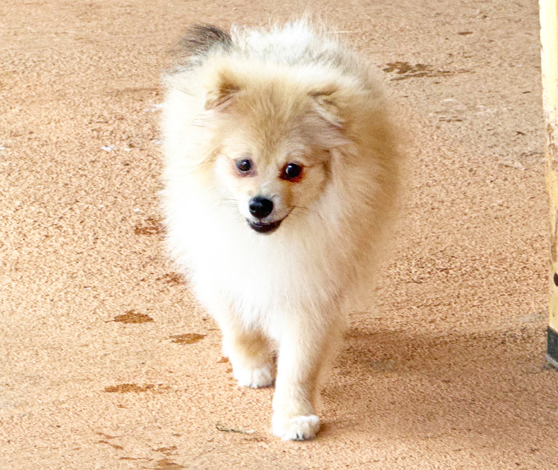 CKC Pomeranian: NASH image 2