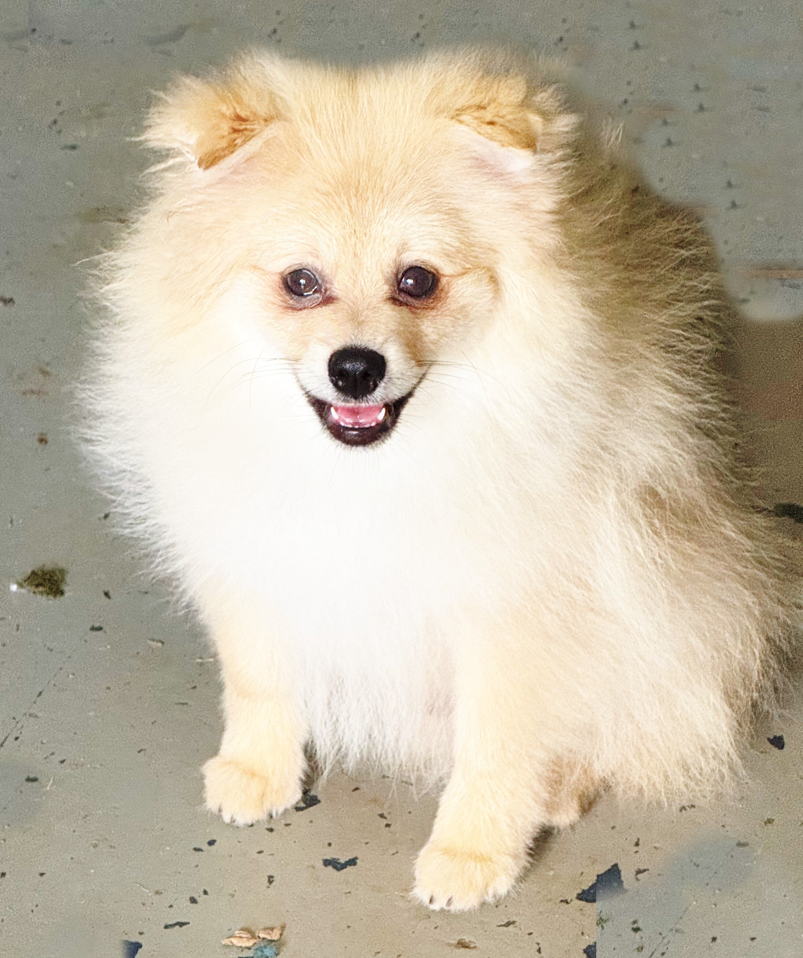 CKC Pomeranian: NASH image 3