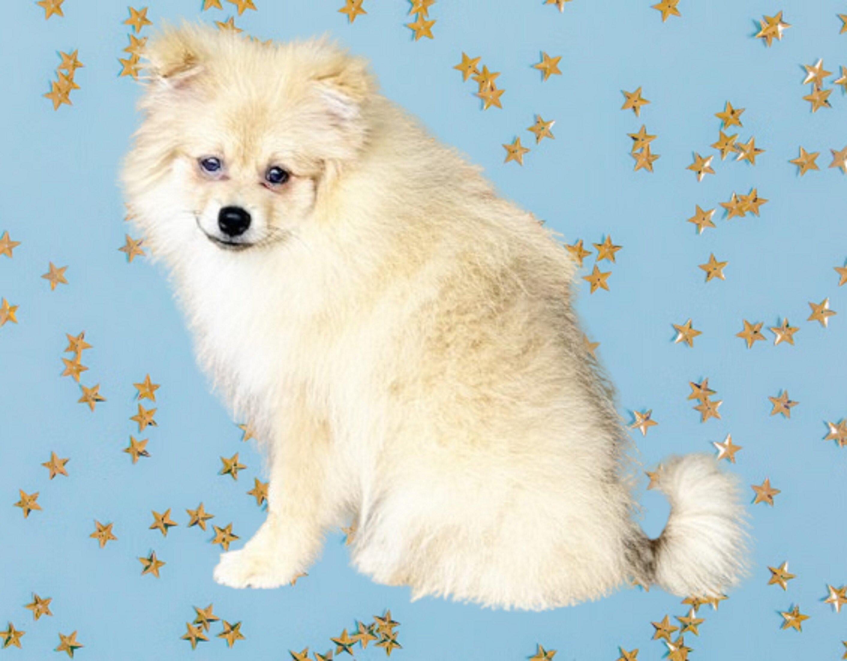 CKC Pomeranian: NASH image 4