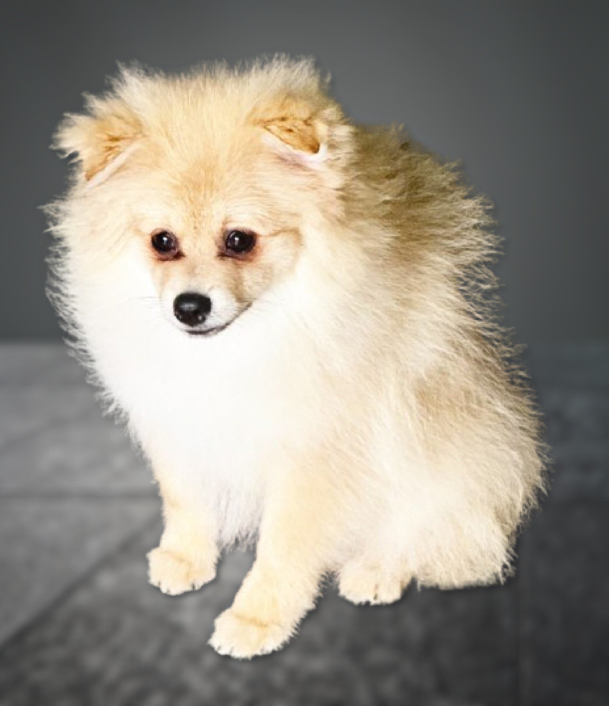 CKC Pomeranian: NASH image 5