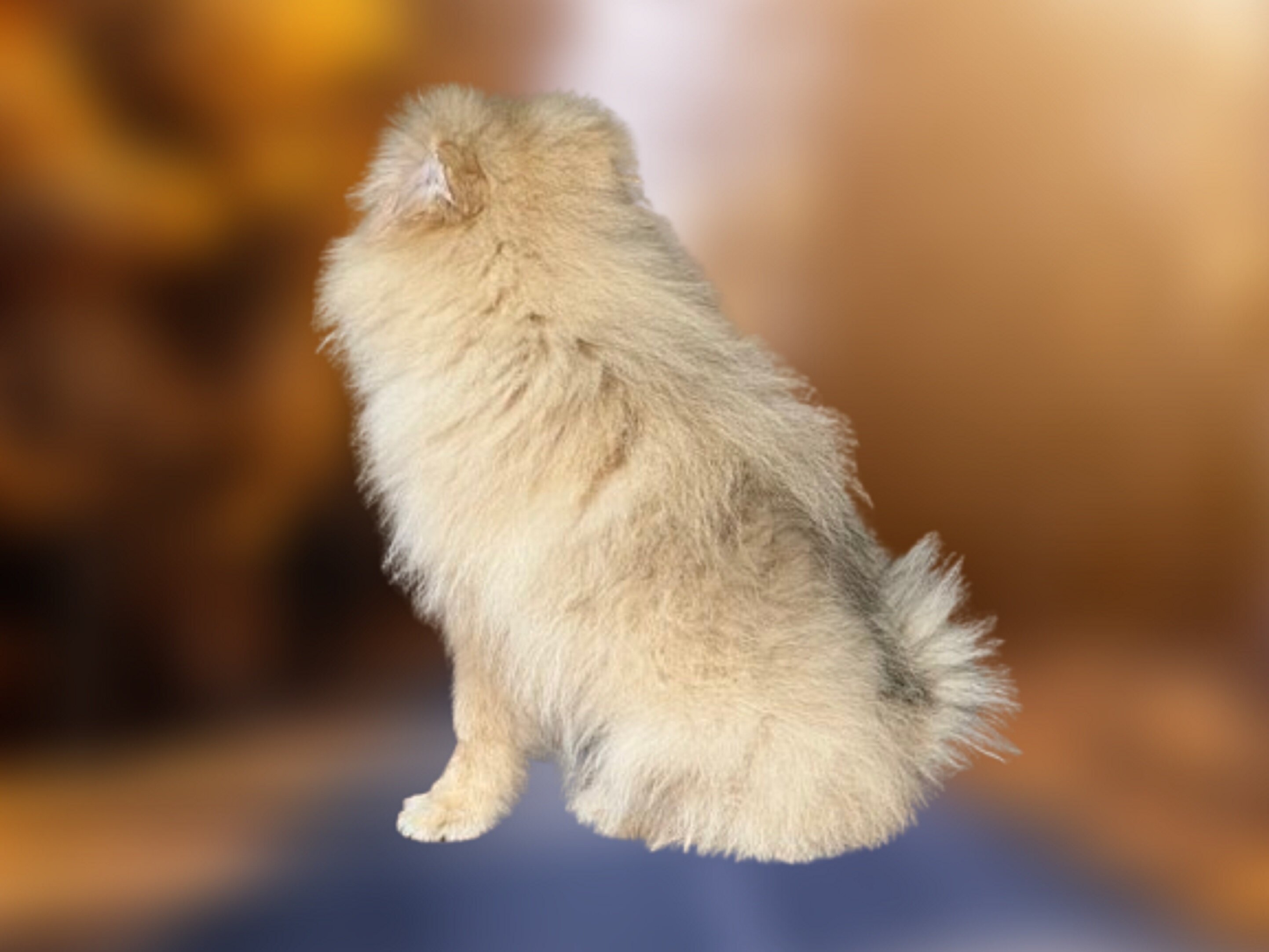 CKC Pomeranian: NASH image 6